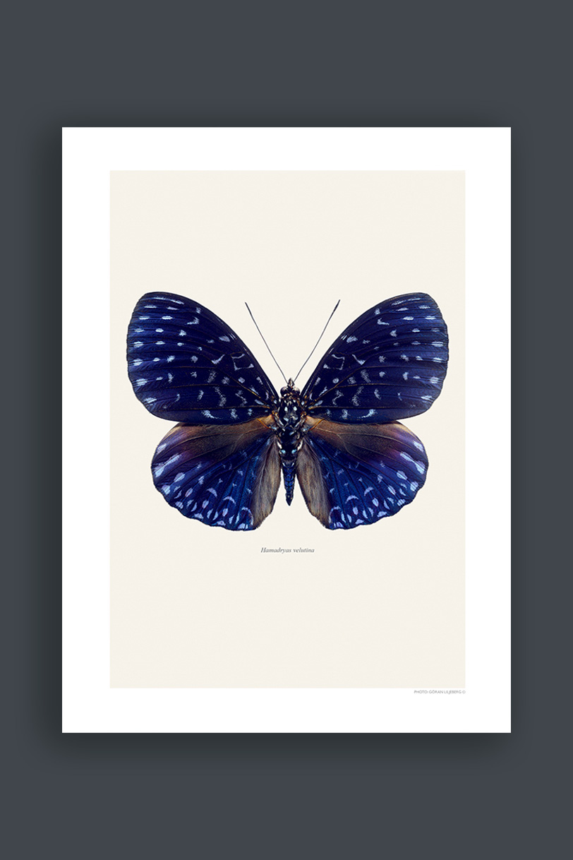 Hamadryas Velutina 30x40cm