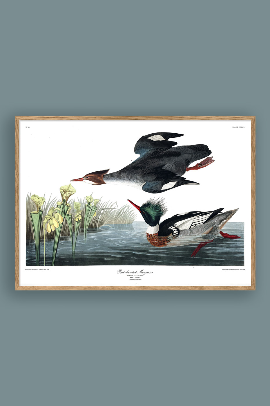 Red Breasted Merganser 50x70cm
