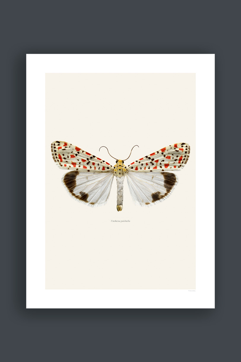 Utetheisa Pulchella 30x40cm