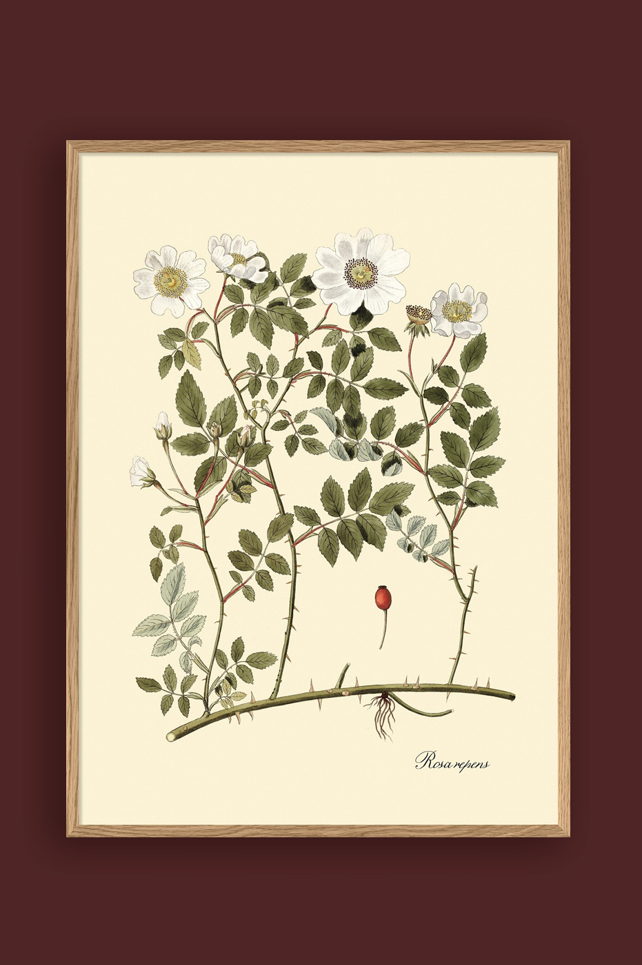 Rosa Repens 50x70cm