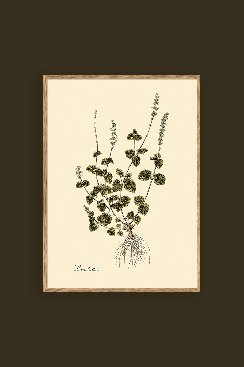 Salvia Bullata 30x40cm