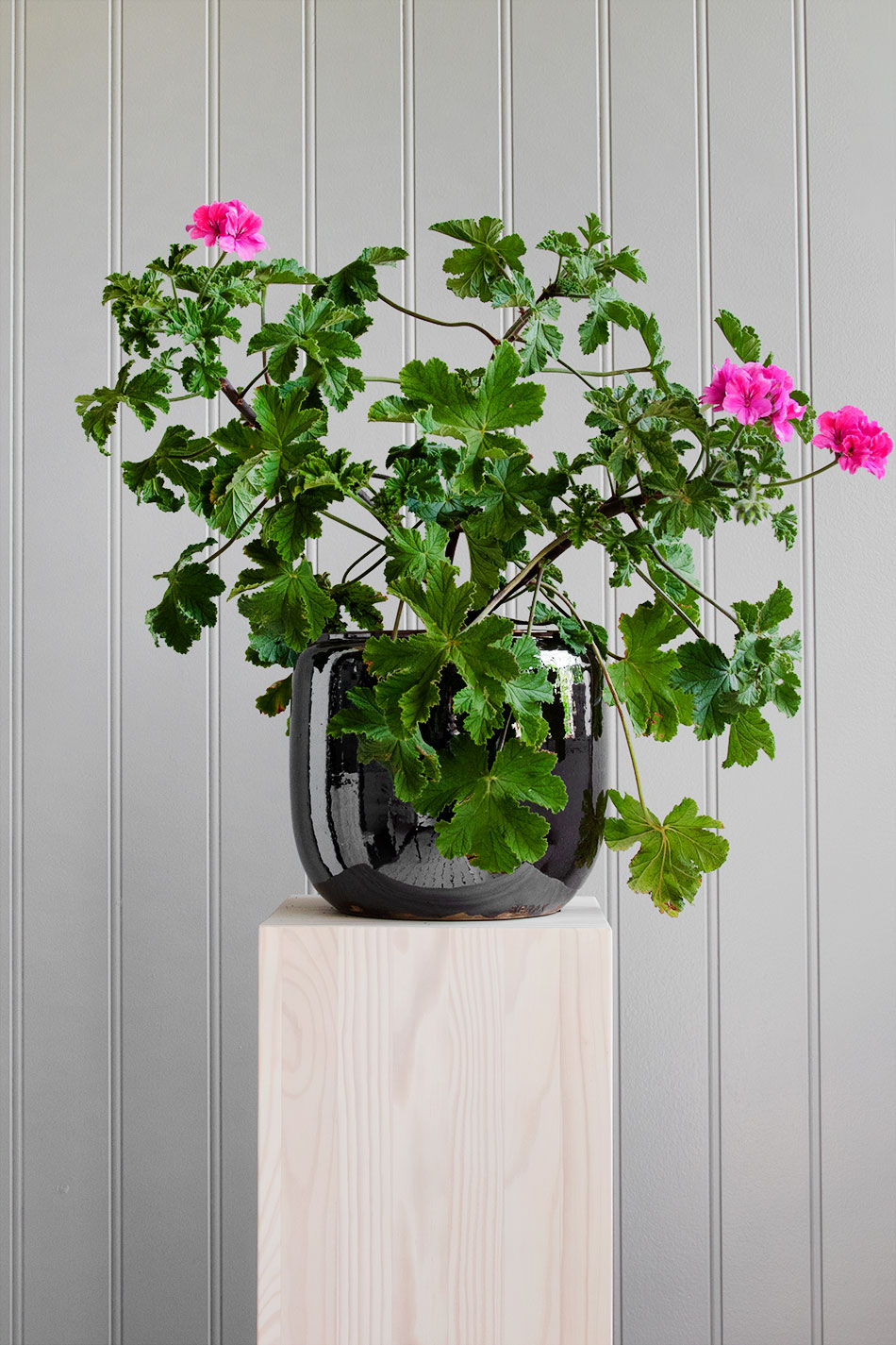 Custa Pot Ruby Medium
