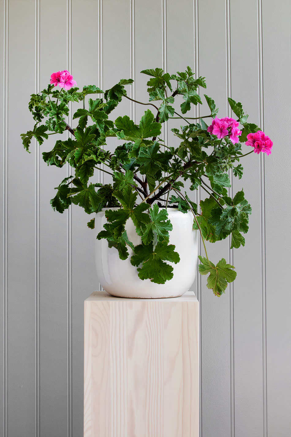 Custa Pot White Medium