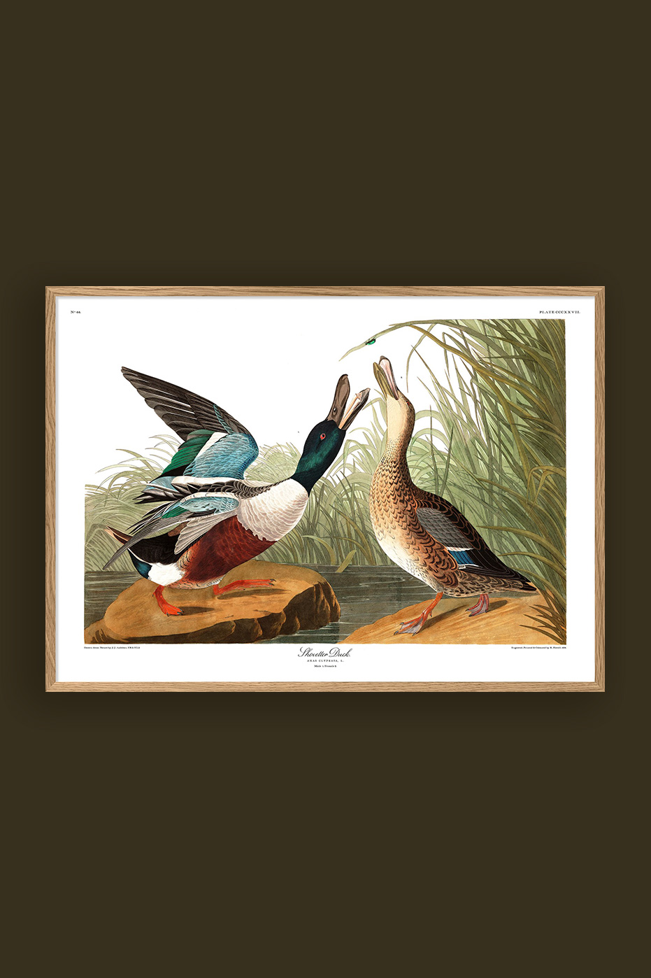 Shoveller Duck 50x70cm