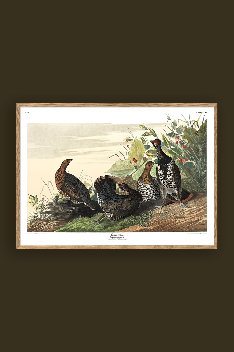 Spotted Grous 50x70cm