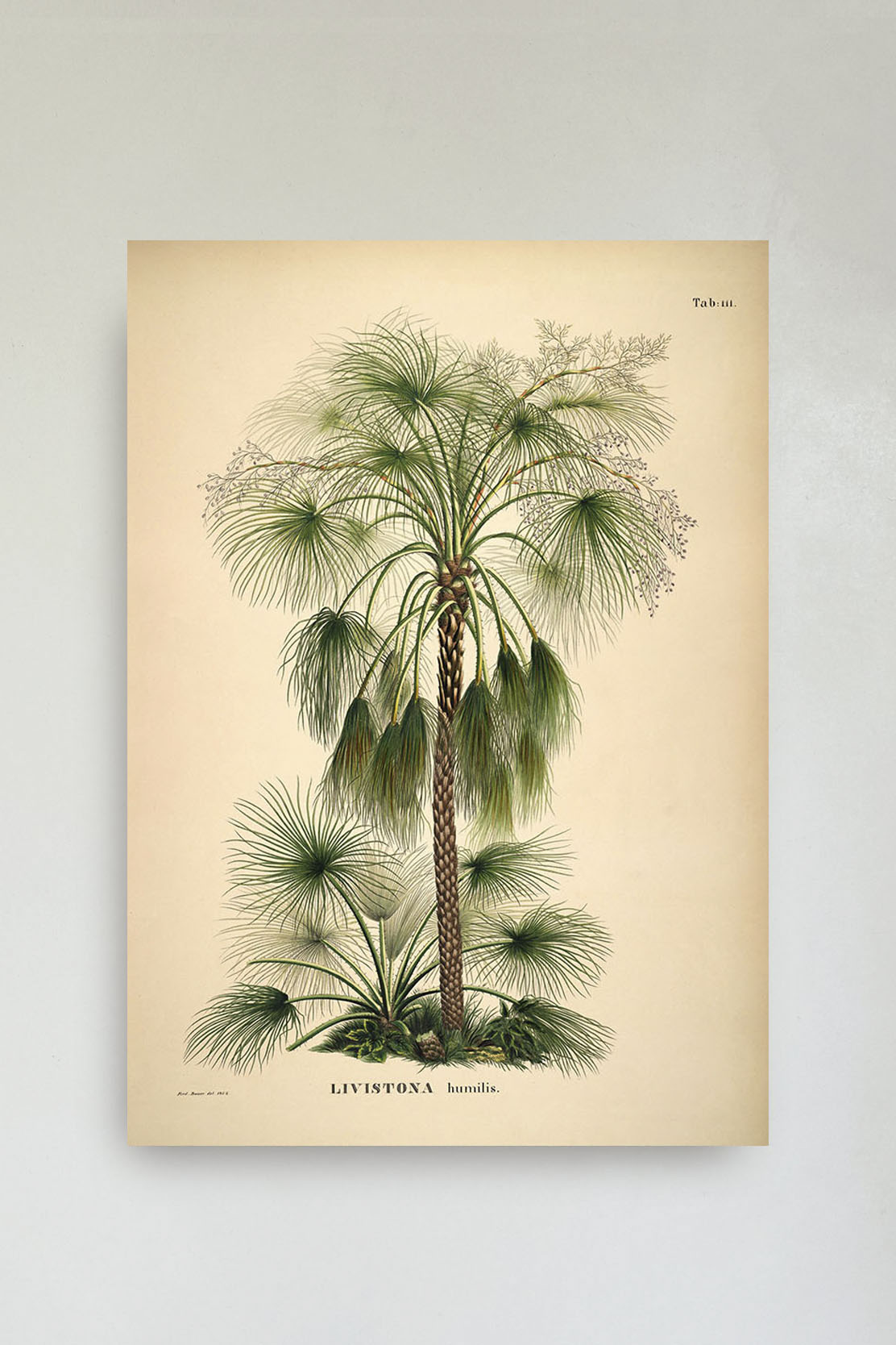 Livistona Humilis