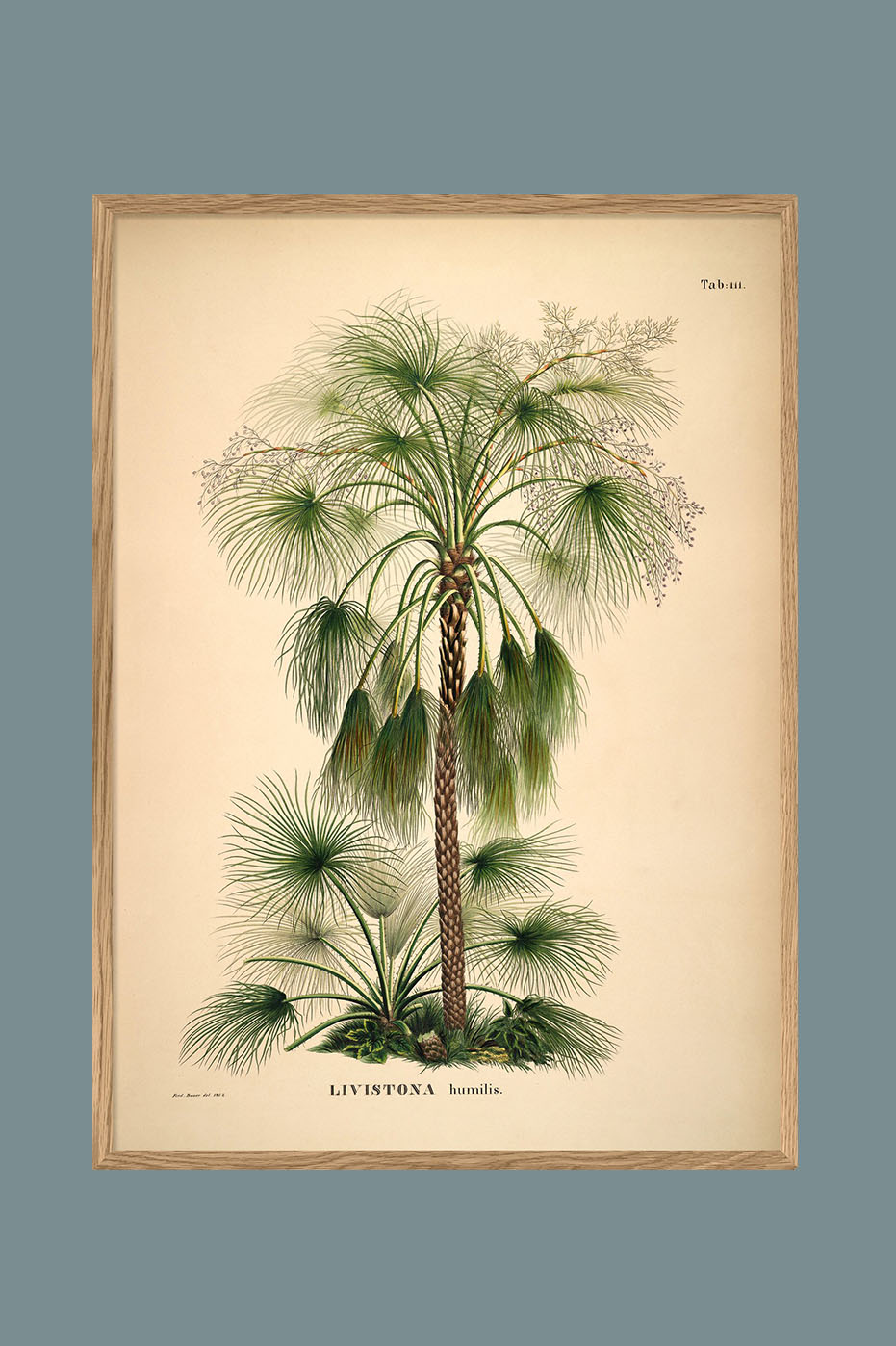 Livistona humilis 70x100cm