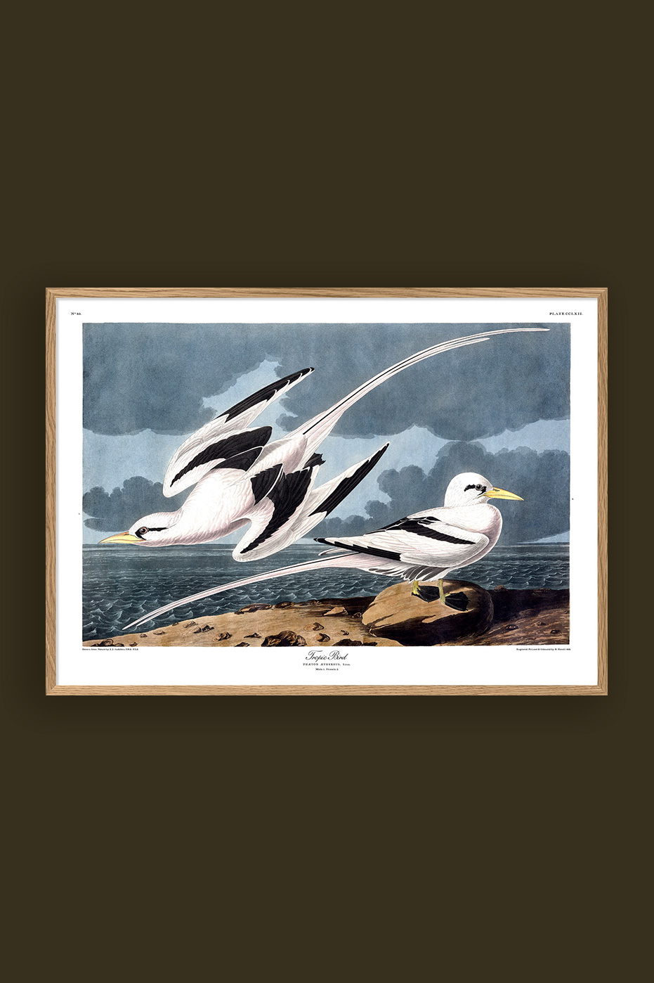 Tropic Bird 50x70cm