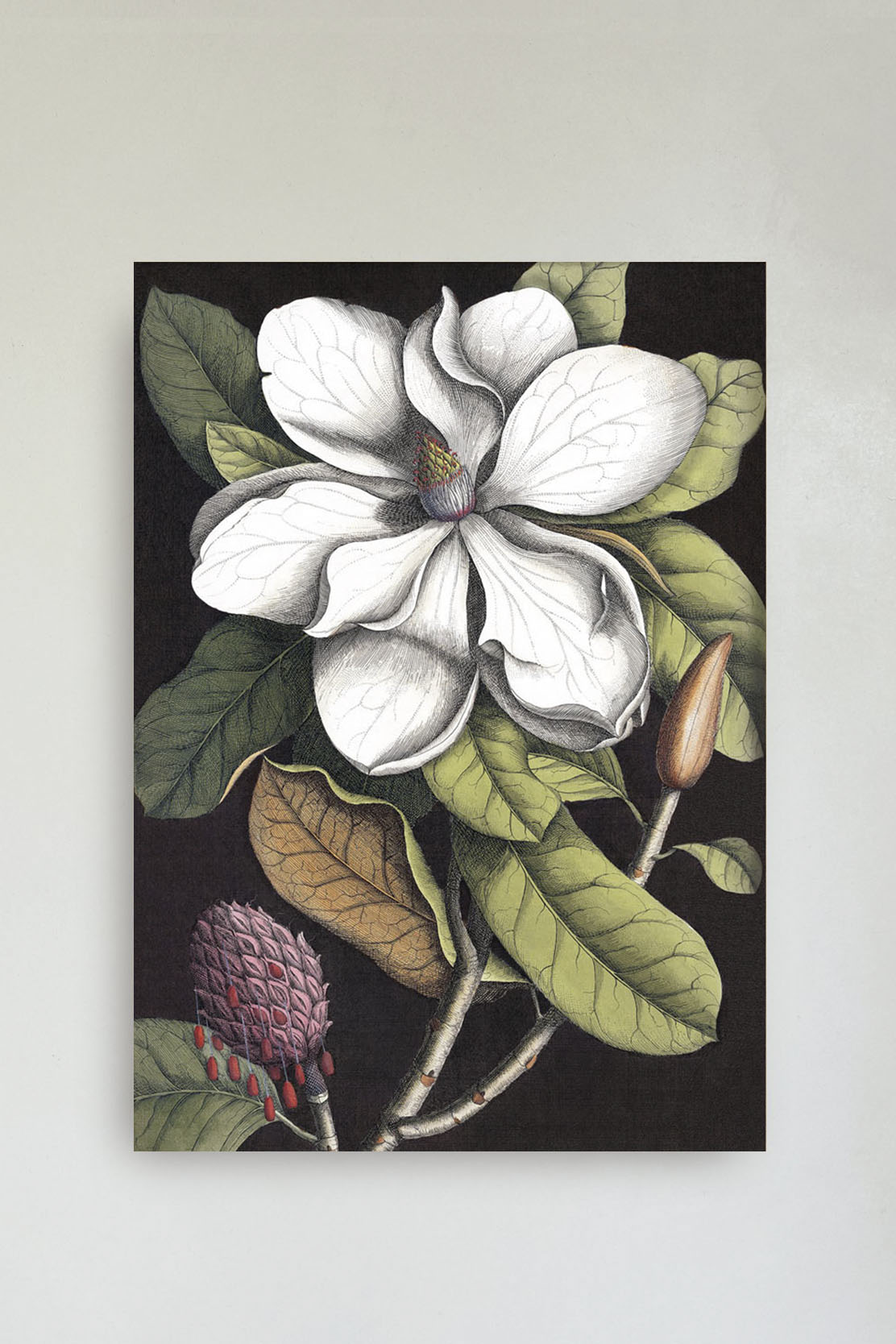 White Magnolia