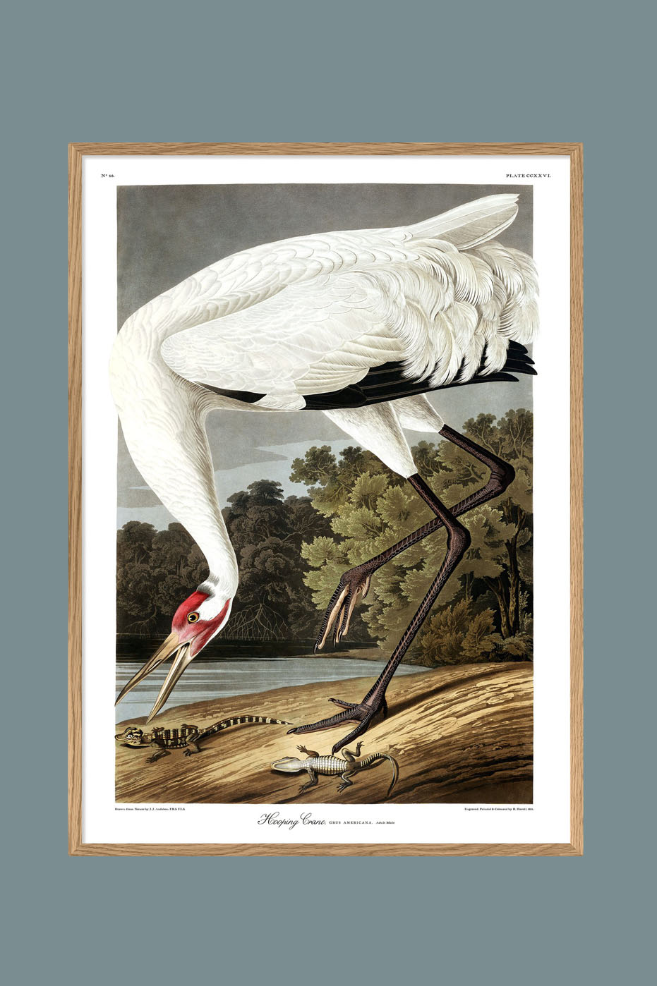 Whooping Crane 50x70cm