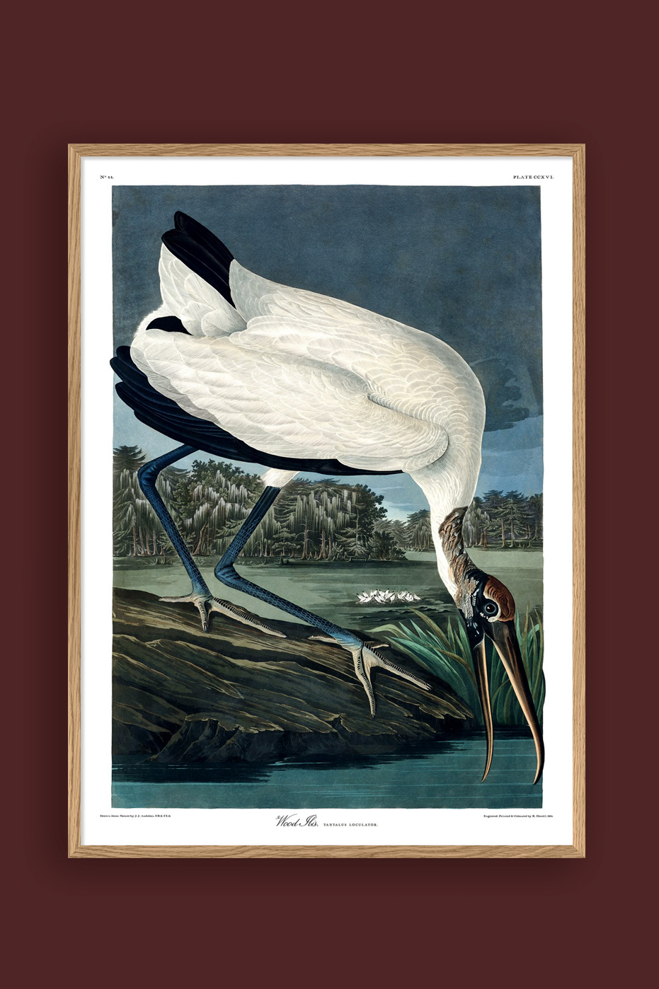 Wood Ibis 70x100cm