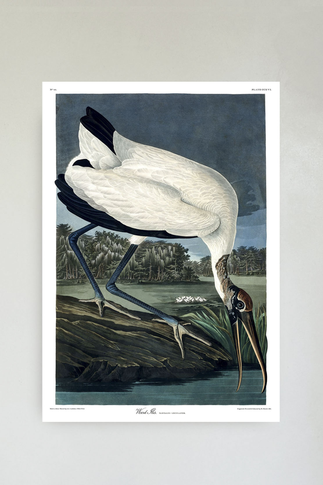 Wood Ibis