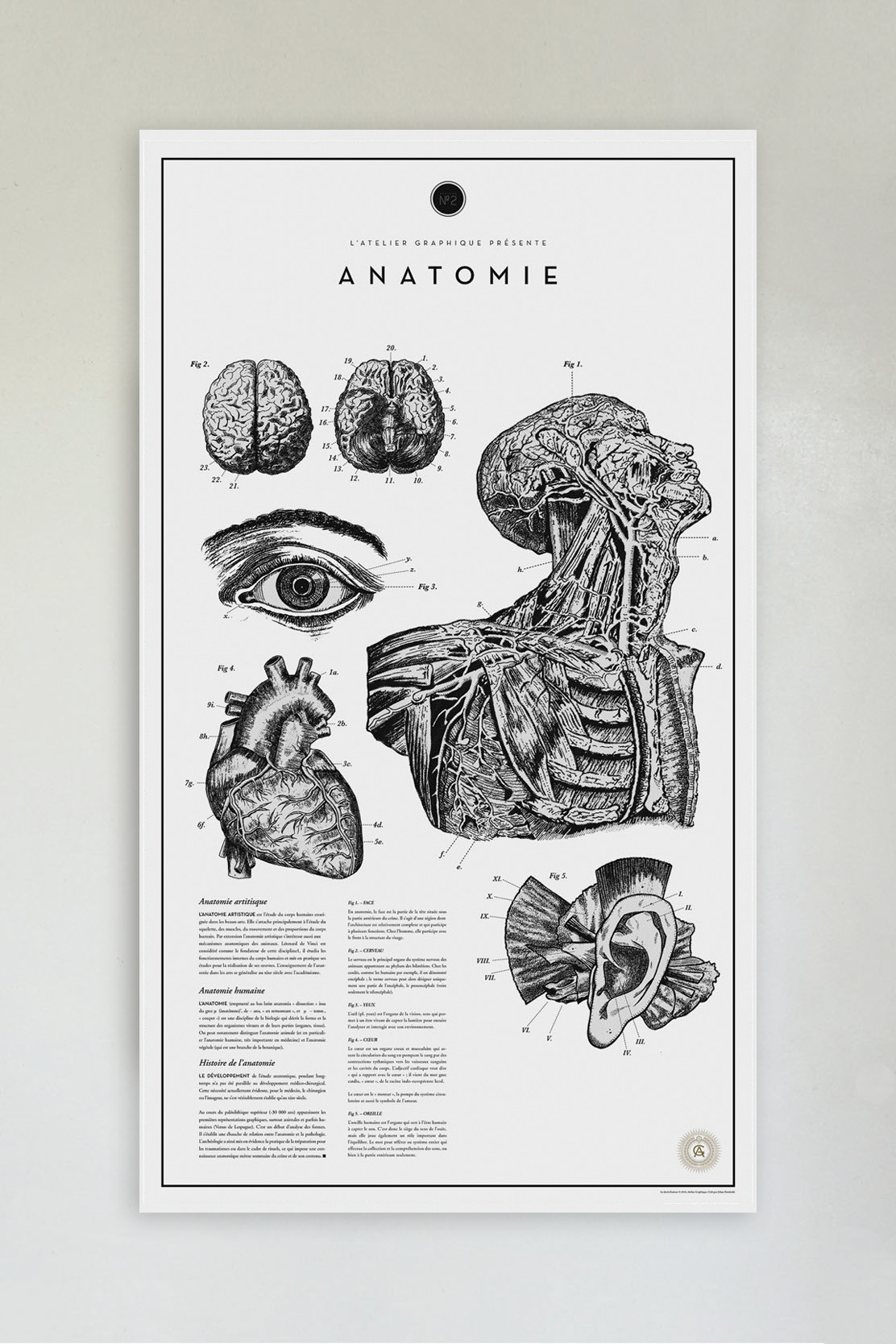 Anatomie No. 2