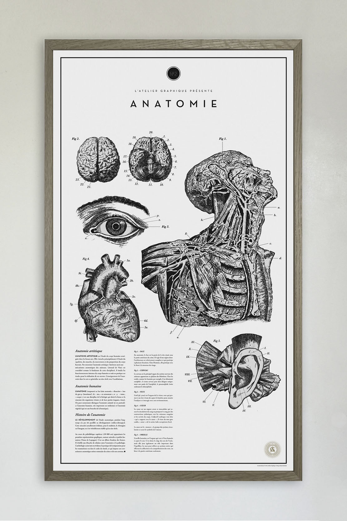 Anatomie No. 2