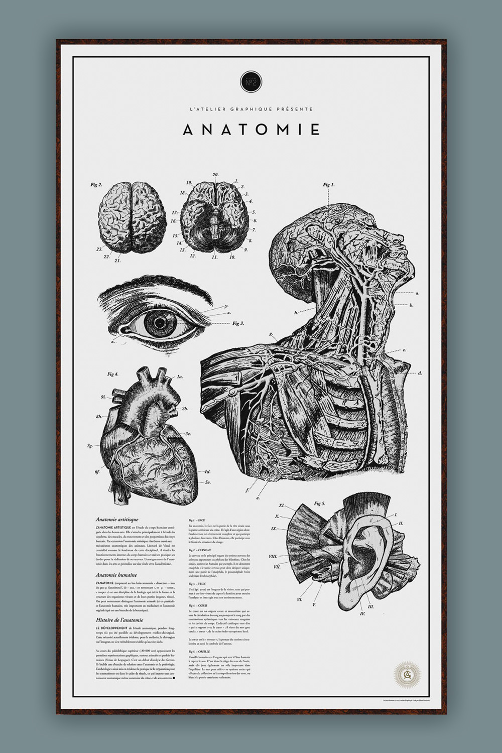 Anatomie №.2