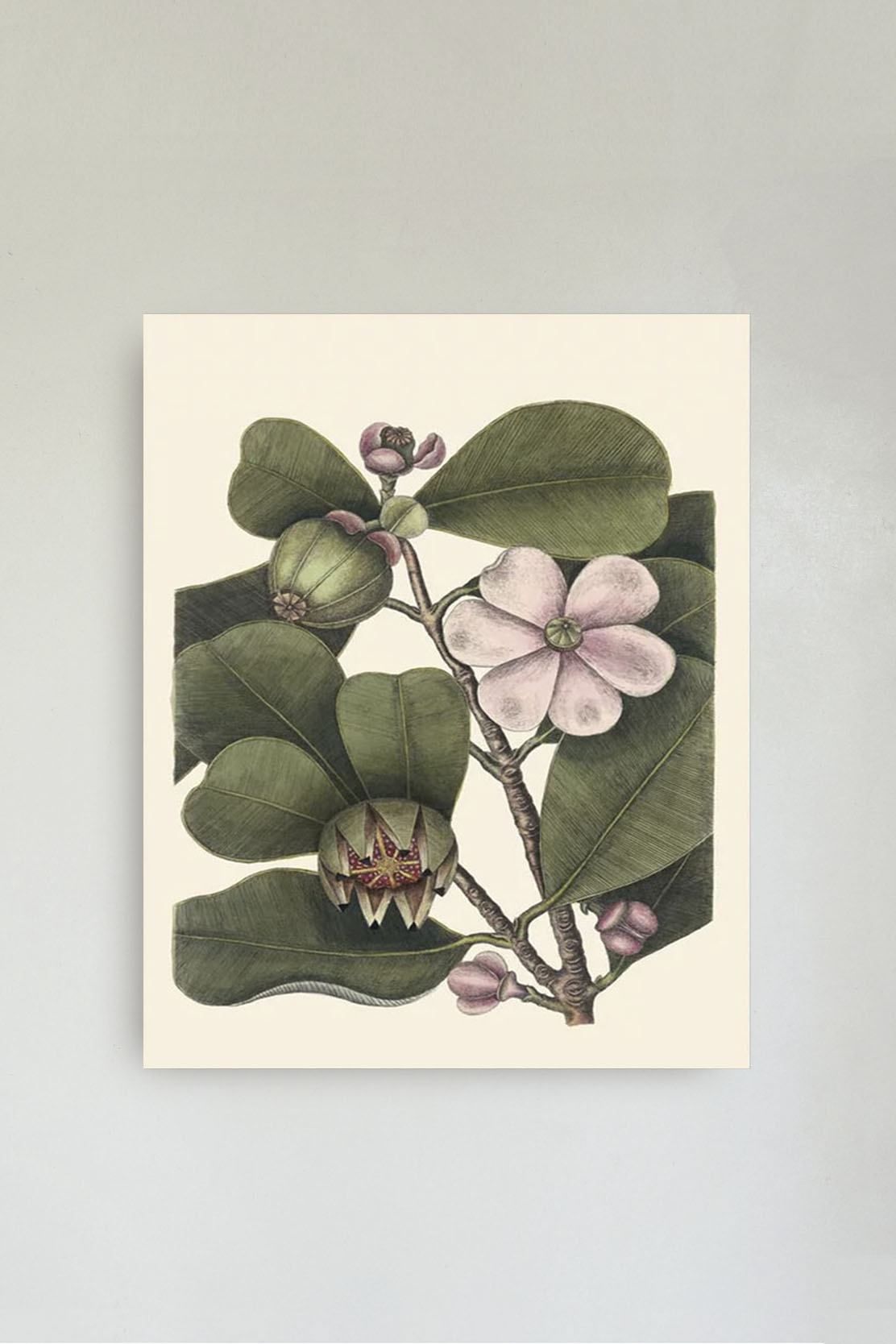 Balsam tree 30x40cm