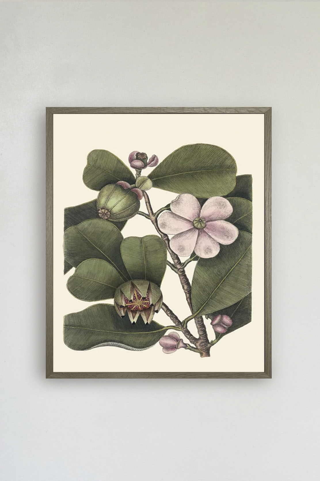 Balsam tree 30x40cm