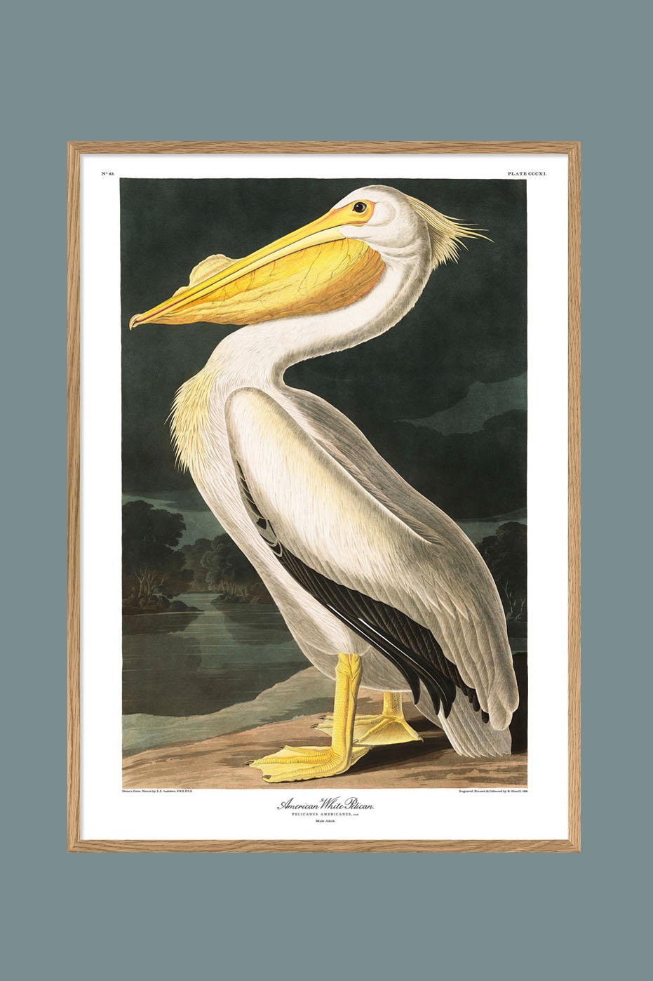 White Pelican 70x100cm