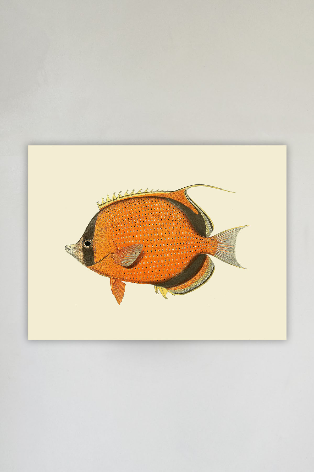 Ninja Fish