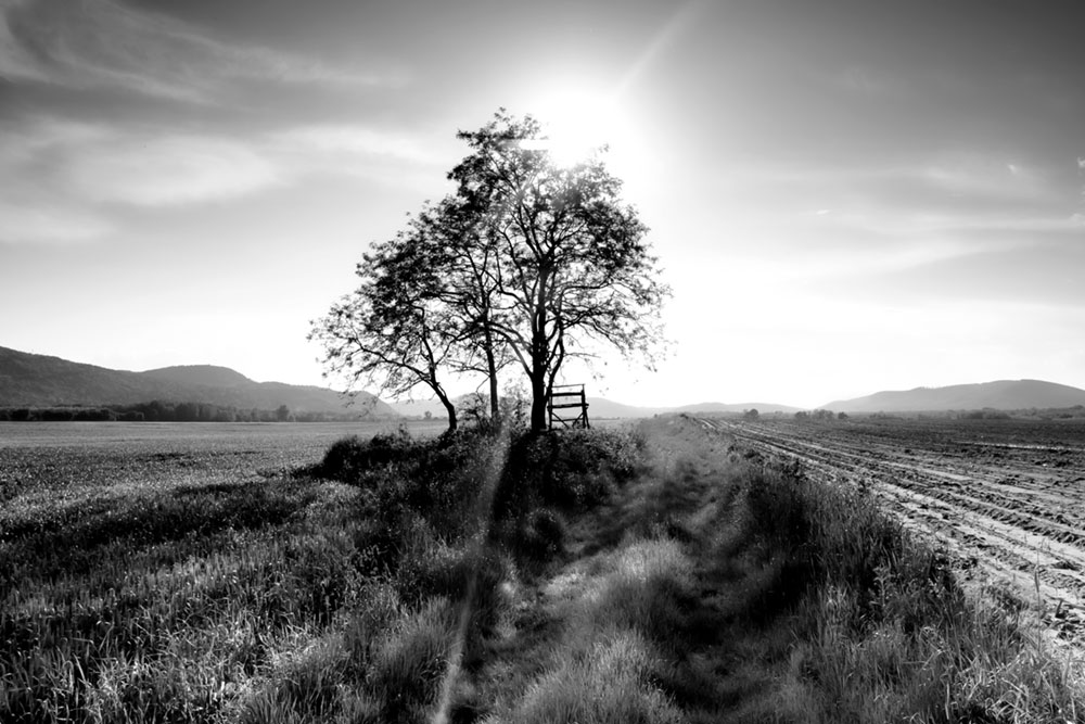 Tavla Landscape Tree 120x80