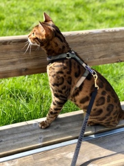 G&E Kattsele Strap Ställbar Camouflage